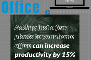 Plants in Office